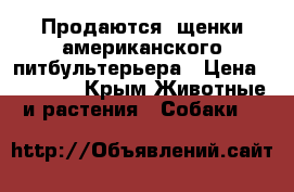 Продаются  щенки американского питбультерьера › Цена ­ 12 000 - Крым Животные и растения » Собаки   